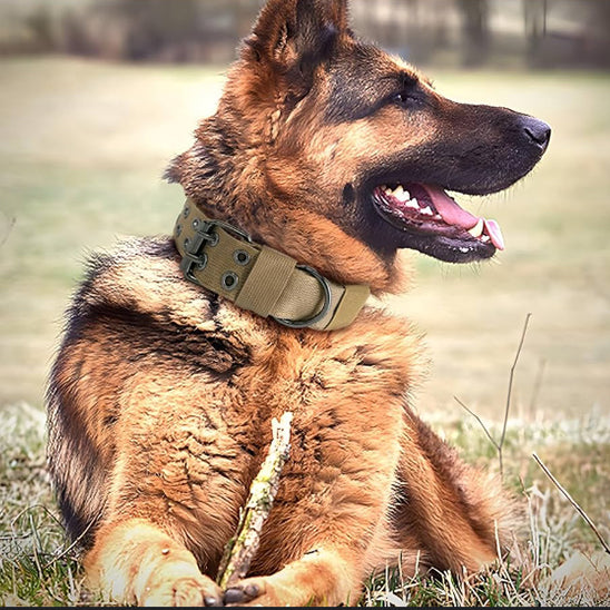 Ceinture de sécurité pour chien