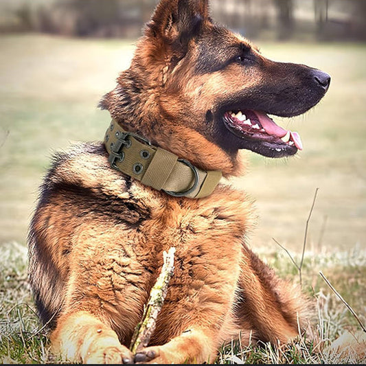 Ceinture de sécurité pour chien
