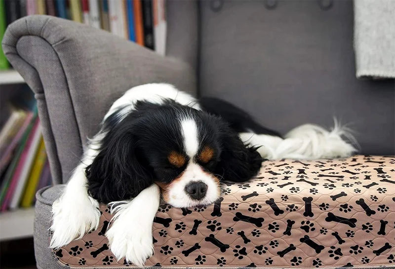 Tapis d'Éveil Lavable pour Chiot | PEE™