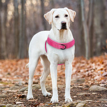 Charger l&#39;image dans la galerie, Harnais pour chien sans traction
