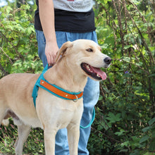 Charger l&#39;image dans la galerie, Harnais pour chien sans traction
