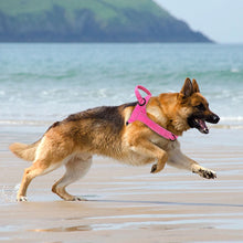 Charger l&#39;image dans la galerie, Harnais pour chien sans traction
