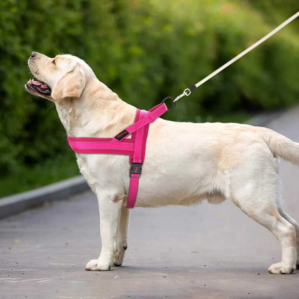 Harnais pour chien sans traction
